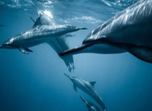 BOB半岛体育首页——一站式把体育世界揽入掌心